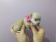 chiot chihuahua disponible a donner 
