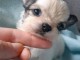 Adoption chiot chihuahua disponible 