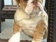 B&eacute;b&eacute; chiot bulldog anglais lof 