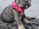 chiot bouledogue fran&ccedil;ais a donner 