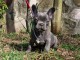Femelle chiot bouledogue a donner 