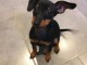 chiot Pinscher nain disponibles a donner 