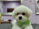Bichon Fris&eacute; chiots &agrave; vendre