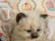 chaton sacr&eacute; de birmanie a donner 