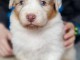 je donne chiot berger australien disponible 