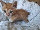 Petit chaton disponible femelle a donner 