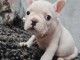 Chiot bouledogue fran&ccedil;ais 