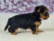 chiot Yorkshire a donner femelle 