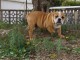 chiot bulldog anglais a donner contre bon soin 