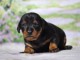 adorable chiot Pinscher nain a donner contre bon soin 