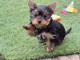 chiot Yorkshire femelle a donner 