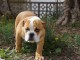 chiot bulldog anglais a donner m&acirc;le 