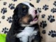 chiot bouvier bernois a donner femelle 