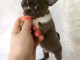 chiot type chihuahua femelle a donner 