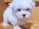 chiot bichon maltais femelle a donner 