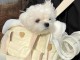 Petit chiot bichon maltais femelle a donner 