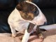 Chiot bull terrier m&acirc;le disponible 