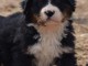 chiot bouvier bernois a donner 