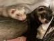 Adorable furet a donner 