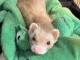 Furets disponible pour adoption 