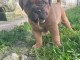 chiot dogue bordeaux a donner femelle 