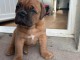 chiot femelle dogue bordeaux a donner 