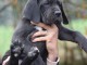 chiot dogue allemand a donner 
