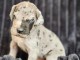 chiot dogue allemand a donner 