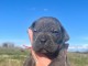 chiot Cane Corso lof m&acirc;le &agrave; donner 