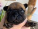 chiot bouledogue fran&ccedil;ais a c&eacute;d&eacute; 