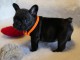 chiot bouledogue fran&ccedil;ais a donner femelle 
