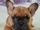 chiot bouledogue fran&ccedil;ais disponible pour adoption 