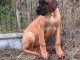 chiot dogue allemand race pure 