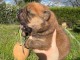 Chiot chow-chow pour adoption 