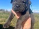 chiot cane corso a c&eacute;d&eacute; 