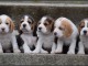 B&eacute;b&eacute; chiot beagle lof femelle et m&acirc;le 