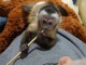 B&eacute;b&eacute; singe capucin a donner 