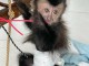Singe capucin a adopter 
