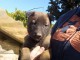 chiot berger belge lof m&acirc;le a donner 