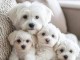 Adoption chiot bichon fris&eacute; pour compagnie 