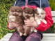 adorable chiot spitz nain pom&eacute;ranie 