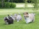 Super chiots de race bouvier australien 