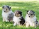 Super chiots de race bouvier australien 