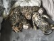 Magnifiques chatons bengali 