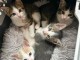 chaton disponible &agrave; adopter 