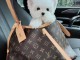 Disponible chiot bichon maltais 