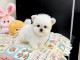 chiot femelle bichon maltais a donner 