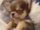 chiot chihuahua femelle a donner 