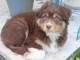 chiot berger australien femelle a donner 