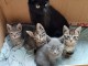 Chaton disponible &agrave; adopter 
